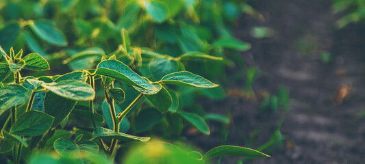 Canvas Print - Soybean field grows in the field. Selective focus.