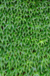 Green wall texture of beautiful Boston Ivy
