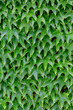 Green wall texture of beautiful Boston Ivy closeup