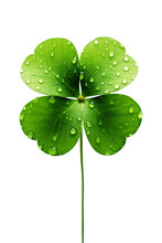 Four Leaf Clover Isolated On White Background, Transparent 