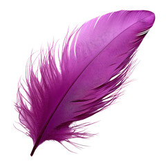 Wall Mural - purple feather isolated on transparent background cutout