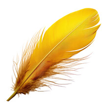Yellow Feather Isolated On Transparent Background Cutout