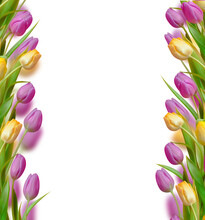 Beautiful Tulip Frame With Pink And Yellow Flowers And Green Leaves, Isolated On Transparent Background