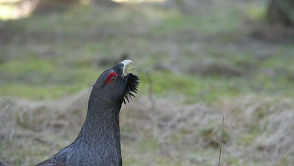 Sticker - Portrait of a gorgeous male Western Capercaillie