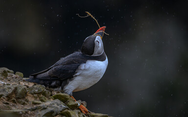 Wall Mural - Atlantic puffin conducting the storm