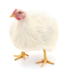 Wall Mural - white hen isolated.