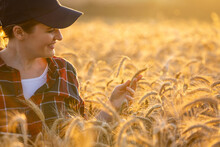 Woman Farmer Touches The Ears Of Wheat On An Agricultural Field.