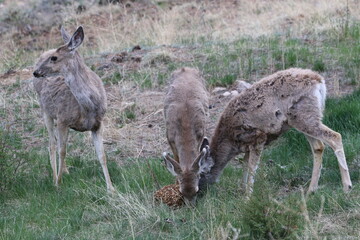 Sticker - baby elk