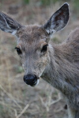 Poster - Baby Elk