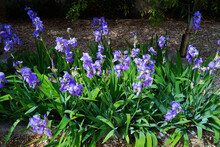 Purple Bearded Iris Flower In Bloom