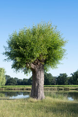 Willow tree coming back to life after heavy pruning