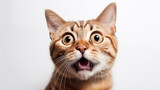 Fototapeta Koty - O jovem gato surpreso e louco faz olhos grandes fechados no fundo branco