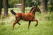 Black and brown Dutch Harness Horse  foal trotting fancy in pasture with trees and fence in background