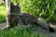 Cute young tabby female cat lying relaxed on stone slab in garden lawn. 