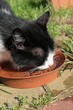 Elder bicolor crossbreed female cat drinking fresh water from plastic bowl, used as plate under flower pot. Spring daylight sunshine. 