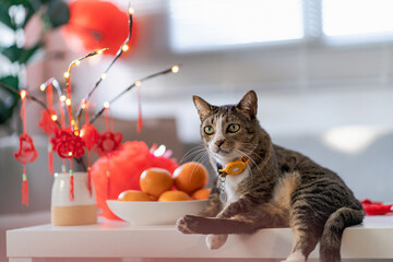 Cat prepare Chinese New Year Celebrations at home. cute domestic shorthair cat putting traditional pendant to the Chinese Lunar New Year for good luck. Chinese word means blessing