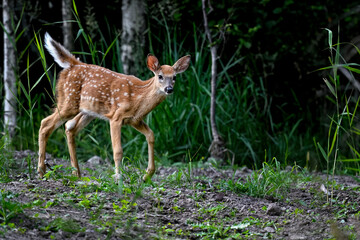 playful white-tailed deer in the forest.