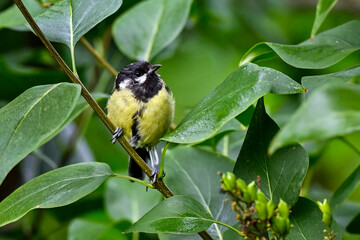Wall Mural - great tit