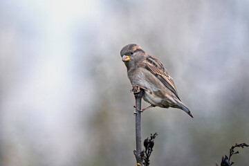Wall Mural - house sparrow
