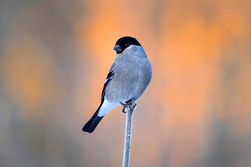 Canvas Print - Eurasian bullfinch in winter colors