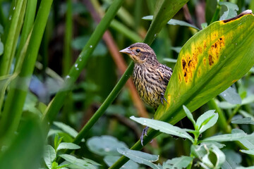 Wall Mural - red-winged blackbird female