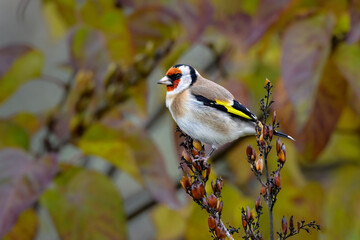 Wall Mural - goldfinch in autumn