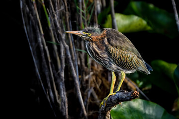 Wall Mural - Green heron