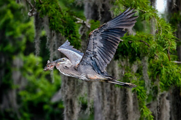 Wall Mural - great blue heron with a catch