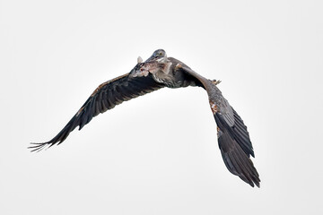 Wall Mural - great blue heron with a catch