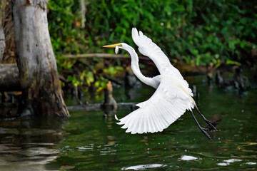 Wall Mural - great egret