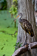 Wall Mural - limpkin