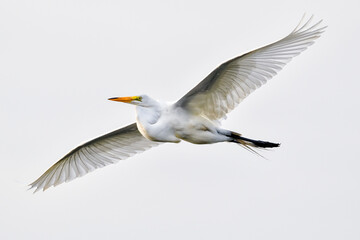 Wall Mural - great egret