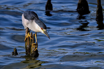 Wall Mural - black-crowned night heron is waiting for the breakfast to come by in the morning.