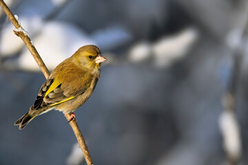 Canvas Print - Greenfinch in winter