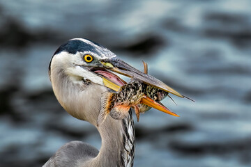 Wall Mural - great blue heron has got fine dinner.
