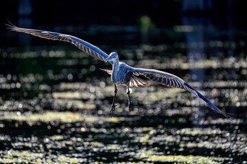 Wall Mural - great blue heron