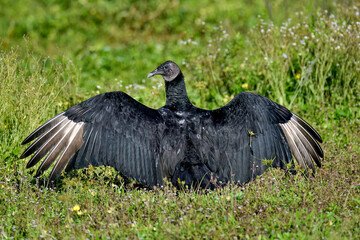 Wall Mural - vulture warming up in the morning sun