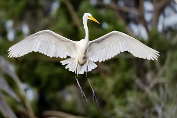 Wall Mural - Great egret