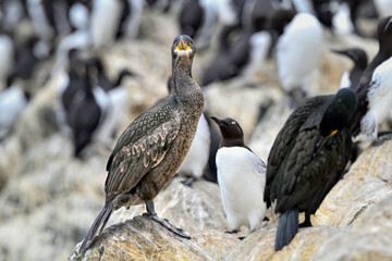 Wall Mural - european shag