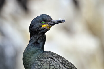 Wall Mural - european shag