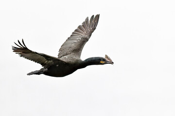 Wall Mural - european shag
