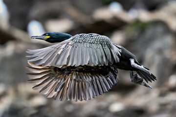 Wall Mural - european shag
