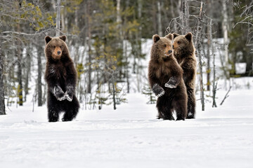 bear cubs standing and observing on the snow