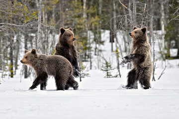 bear cubs standing and observing on the snow
