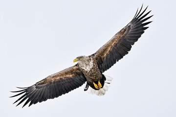 Wall Mural - white-tailed eagle in full swing