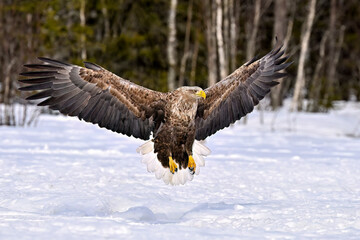 Wall Mural - white-tailed eagle landing