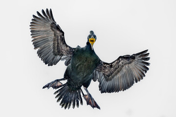 Wall Mural - european shag