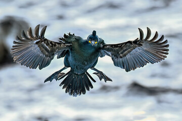 Wall Mural - european shag