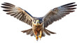 Peregrine Falcon (Falco peregrinus) isolated on white background generative ai