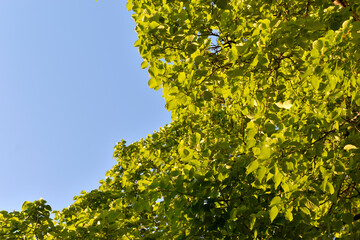 Sticker - Green leaves of a spring tree against a blue sky. Tree leaves and blue sky.